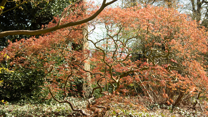 Acer palmatum 'Dissectum' karakteristiek