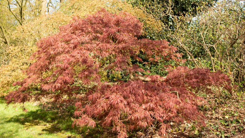 Acer palmatum 'Dissectum' karakteristiek