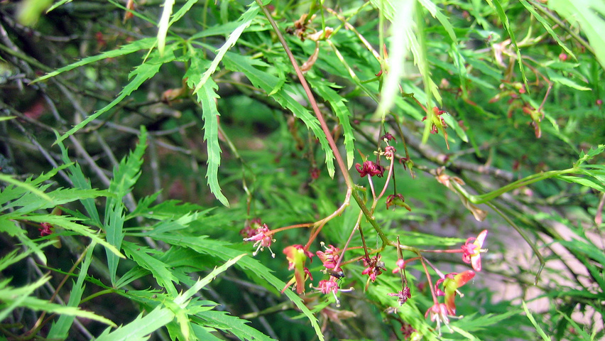 Acer palmatum 'Dissectum' bloem