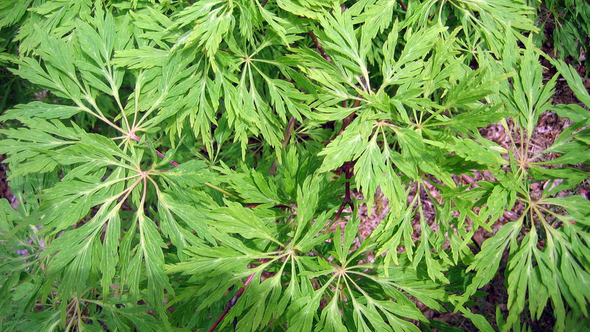 Acer palmatum 'Dissectum' blad