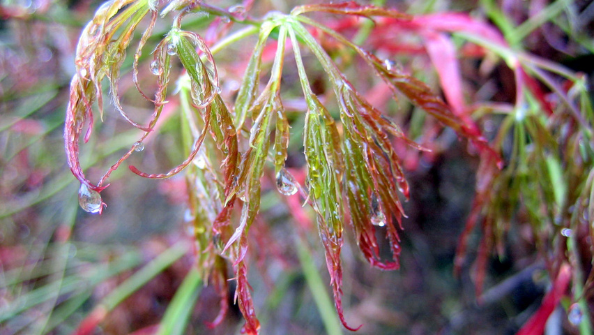 Acer palmatum 'Dissectum' blad