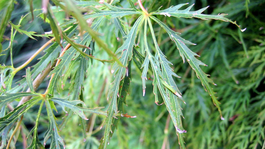 Acer palmatum 'Dissectum' blad