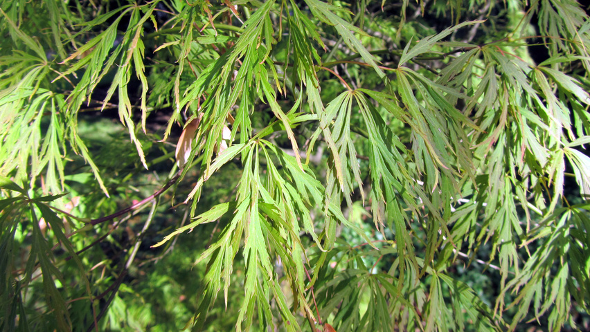 Acer palmatum 'Dissectum' blad