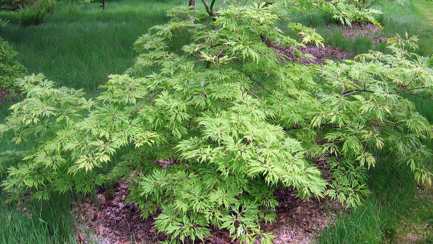 Acer palmatum 'Dissectum' solitair heesters