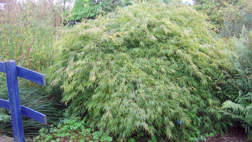 Acer palmatum 'Dissectum' solitair heesters