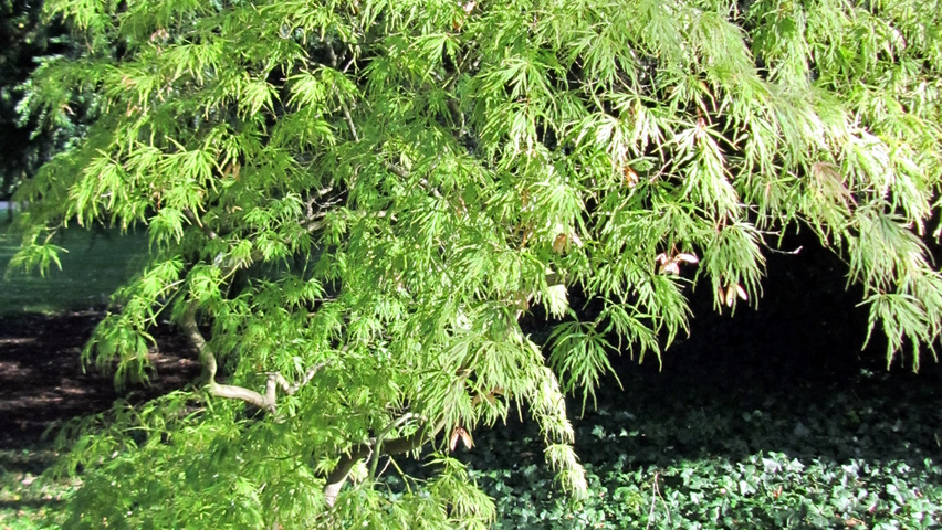Acer palmatum 'Dissectum' solitair heesters