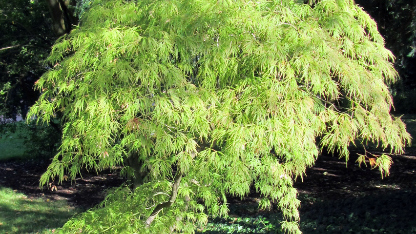 Acer palmatum 'Dissectum' solitair heesters