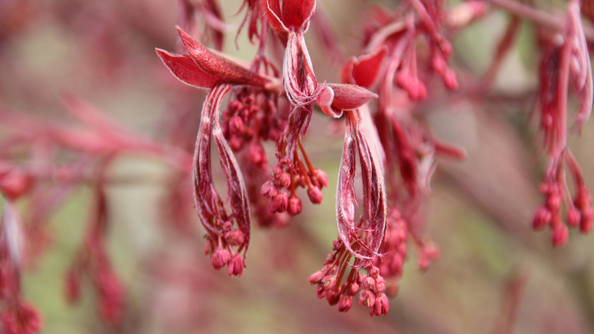 Acer palmatum 'Fireglow' цветки