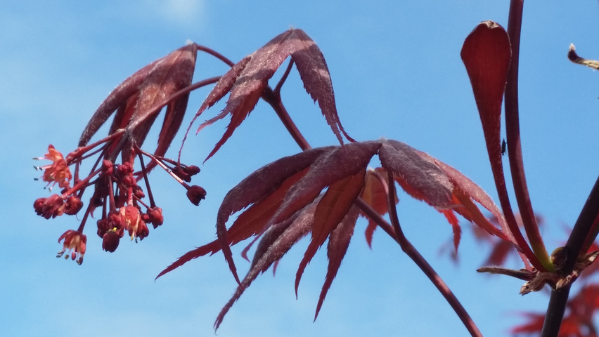 Acer palmatum 'Fireglow' цветки