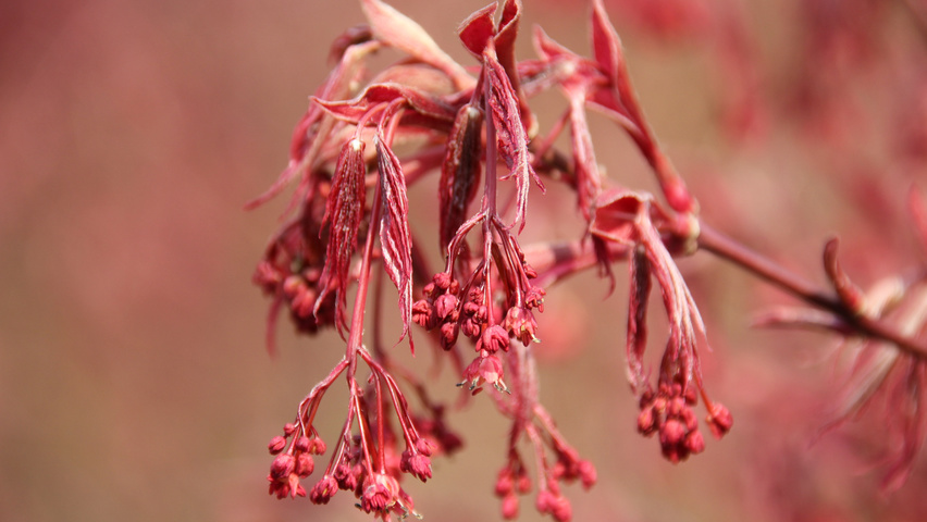 Acer palmatum 'Fireglow' цветки