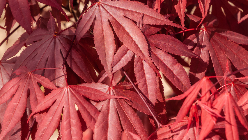 Acer palmatum 'Fireglow' листья