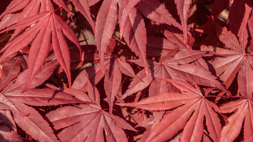 Acer palmatum 'Fireglow' листья