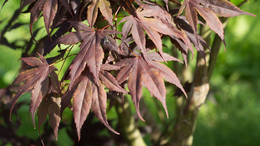 Acer palmatum 'Fireglow' листья