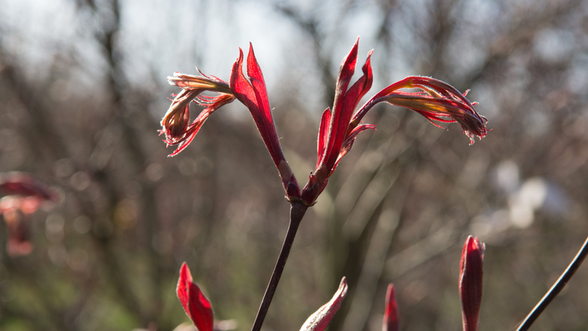 Acer palmatum 'Fireglow' листья
