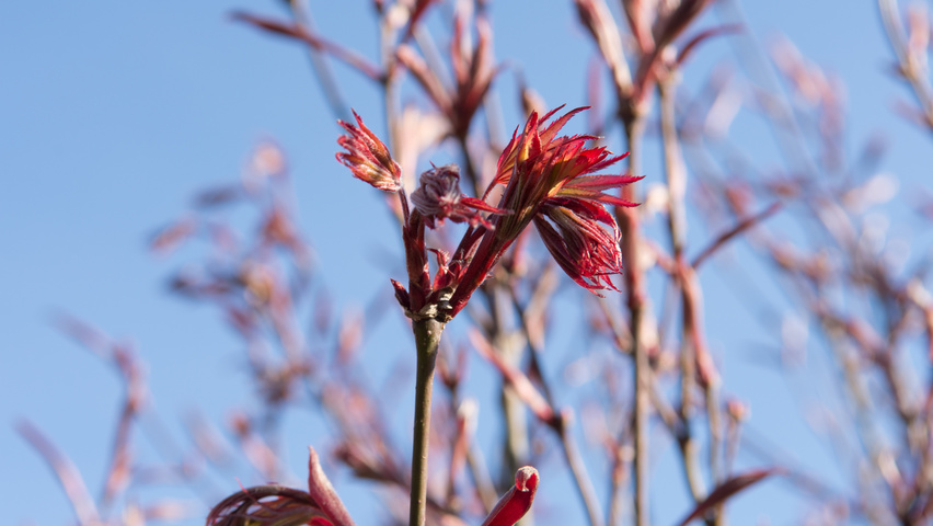 Acer palmatum 'Fireglow' листья