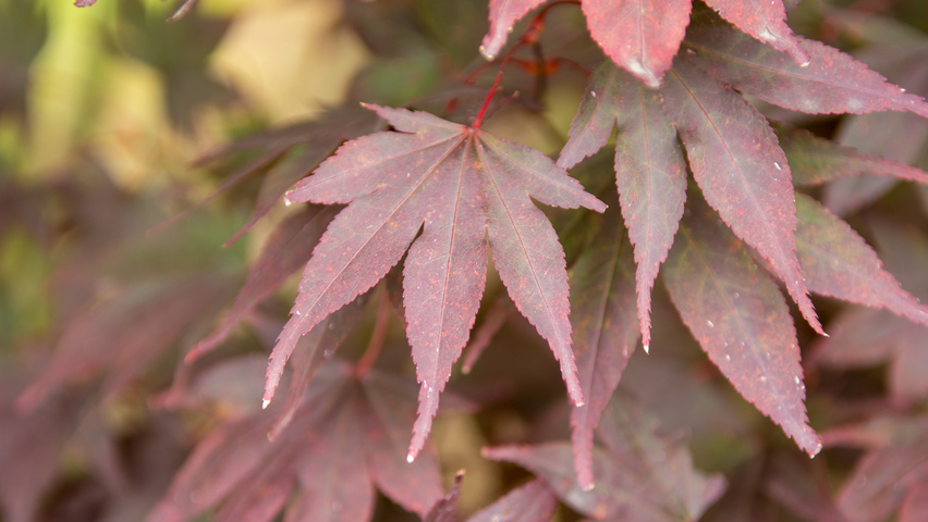 Acer palmatum 'Fireglow' листья