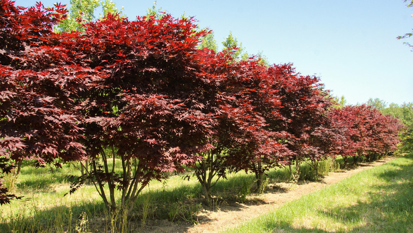 Acer palmatum 'Fireglow' Многоствольные деревья