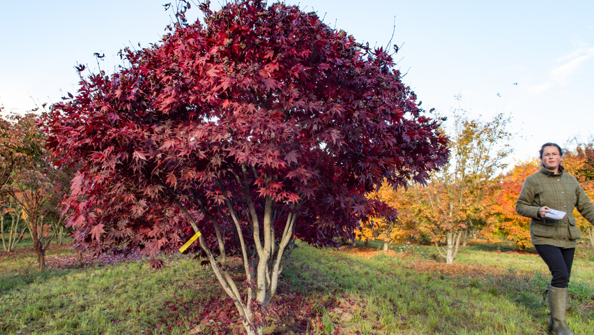 Acer palmatum 'Fireglow' Многоствольные деревья
