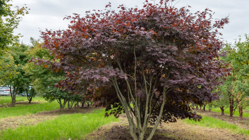 Acer palmatum 'Fireglow' Многоствольные деревья