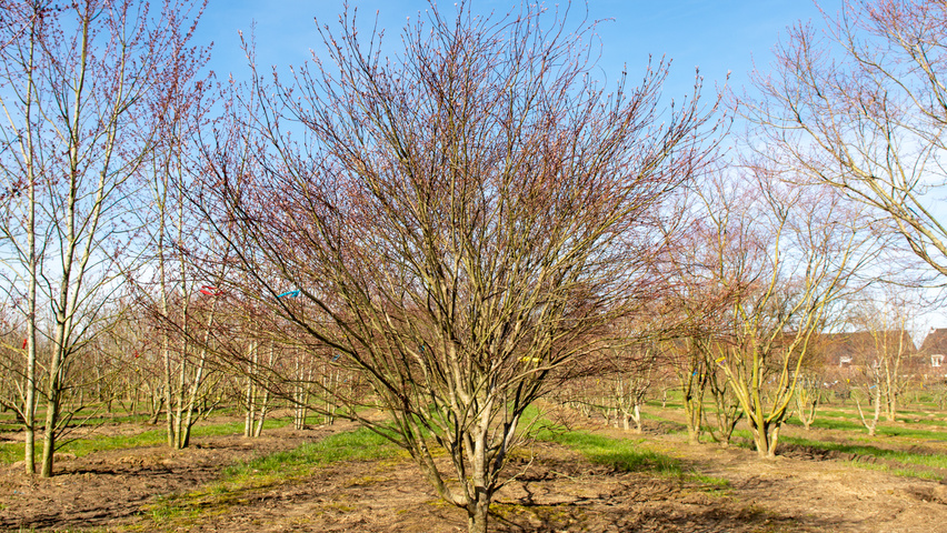 Acer palmatum 'Fireglow' Многоствольные деревья