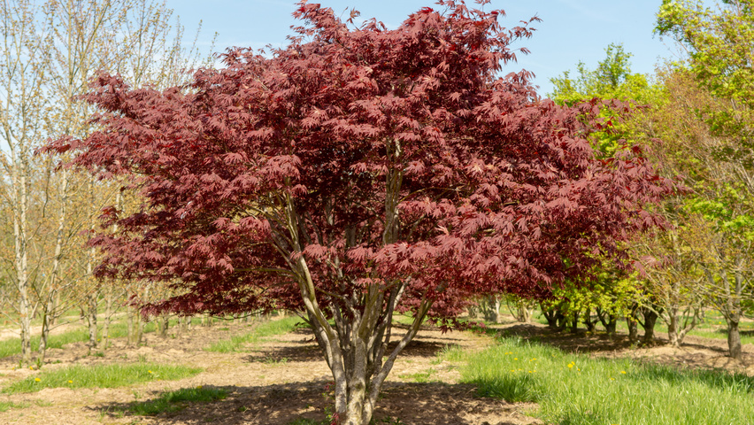 Acer palmatum 'Fireglow' Многоствольные деревья