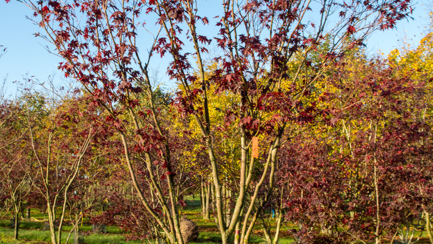 Acer palmatum 'Fireglow' Многоствольные деревья