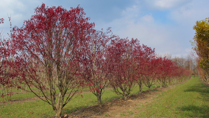 Acer palmatum 'Fireglow' Многоствольные деревья