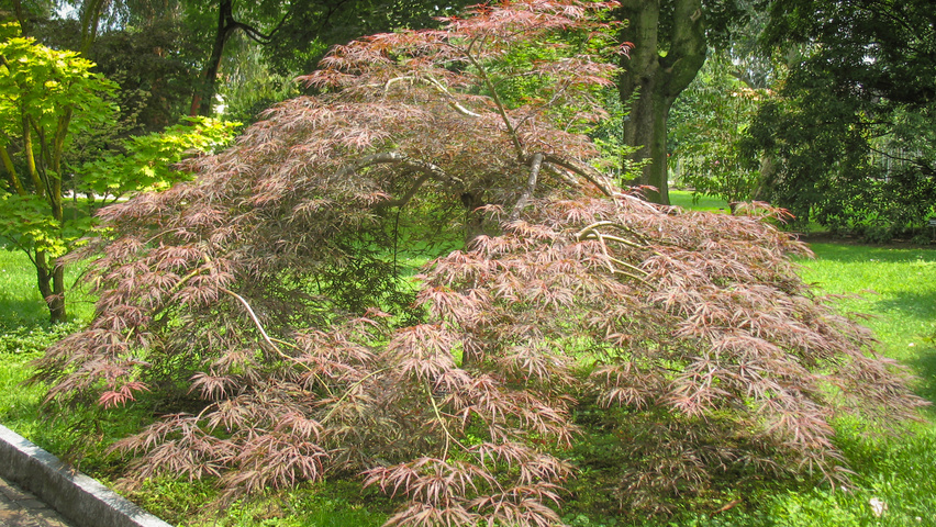 Acer palmatum 'Garnet' characteristic