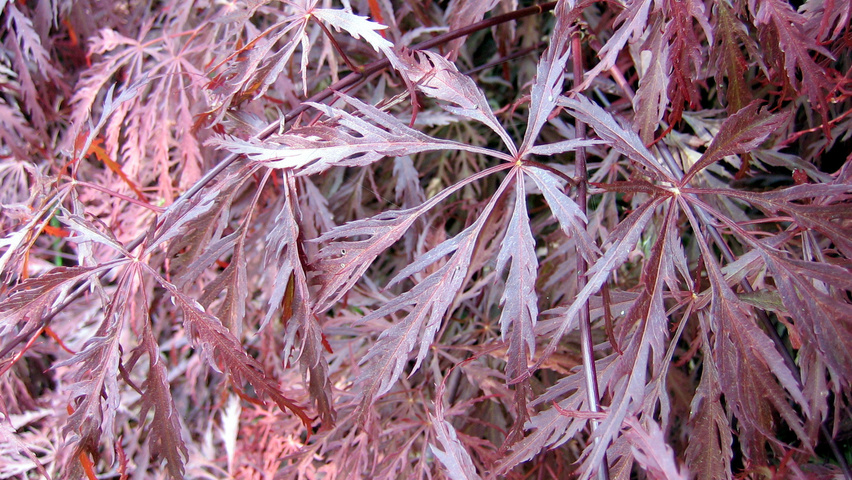 Acer palmatum 'Garnet' leaves