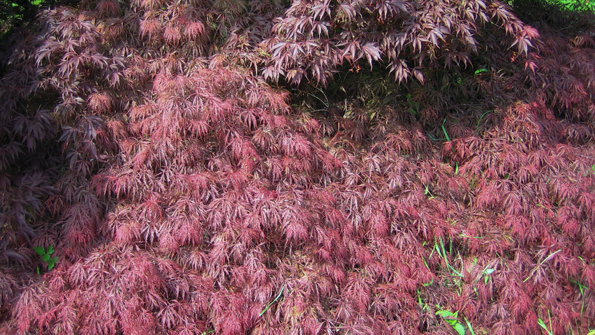Acer palmatum 'Garnet' leaves