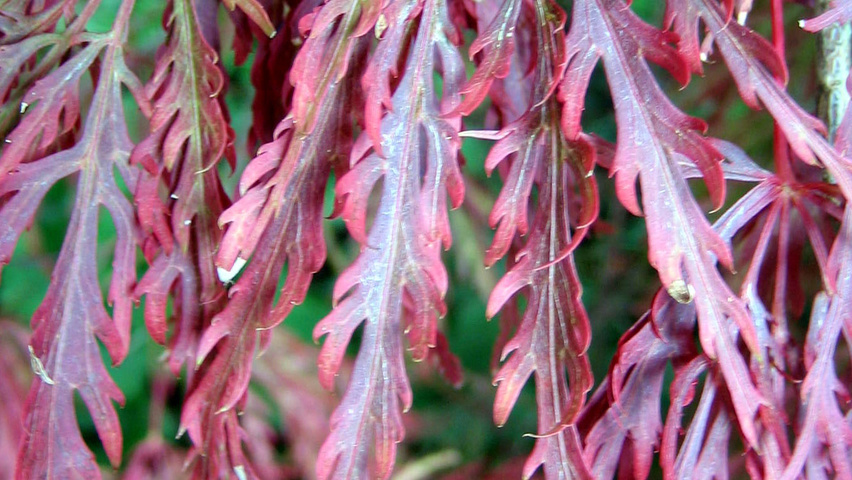 Acer palmatum 'Garnet' leaves