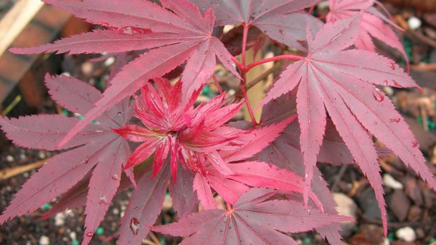 Acer palmatum 'Pixie' Blatt