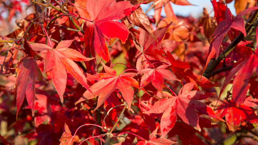 Acer palmatum 'Ôsakazuki' autumn leaves