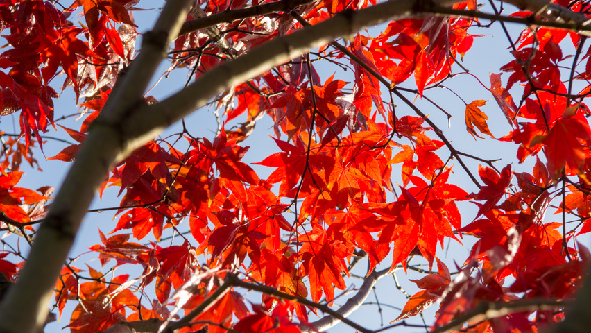 Acer palmatum 'Ôsakazuki' autumn leaves