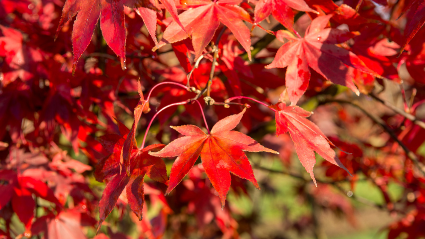 Acer palmatum 'Ôsakazuki' autumn leaves