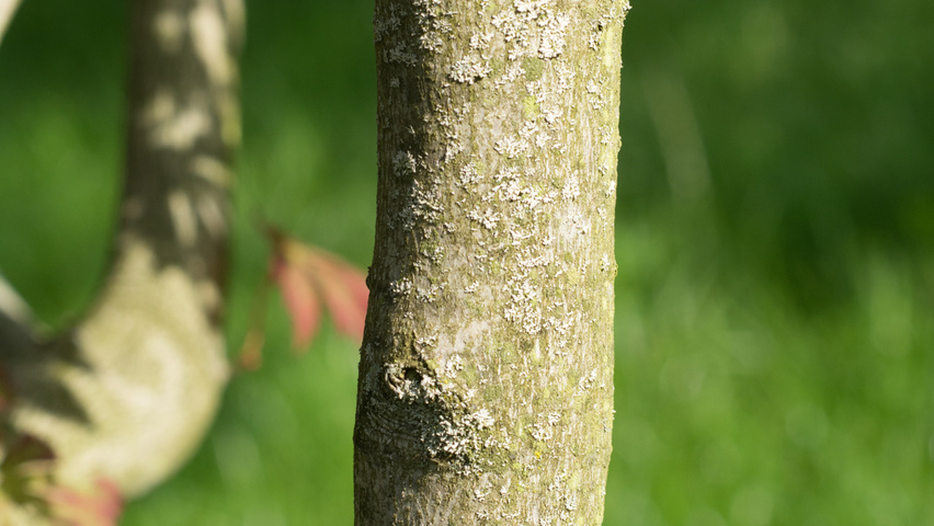Acer palmatum 'Ôsakazuki' bark