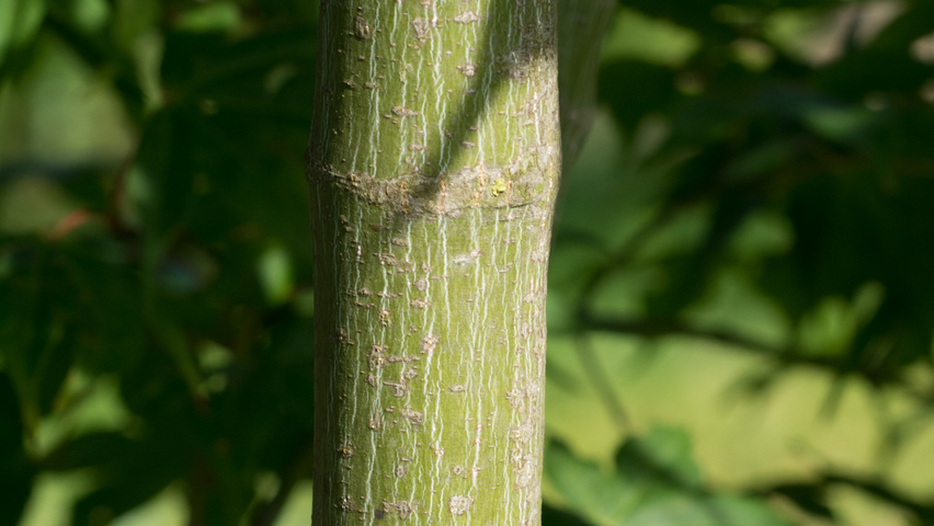 Acer palmatum 'Ôsakazuki' bark