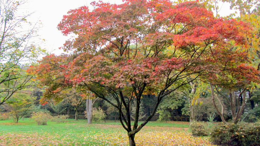 Acer palmatum 'Ôsakazuki' characteristic