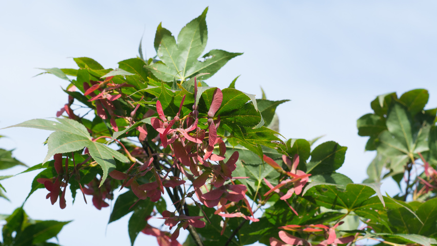Acer palmatum 'Ôsakazuki' fruits