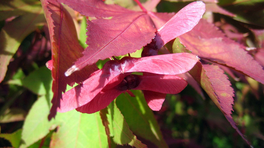 Acer palmatum 'Ôsakazuki' fruits