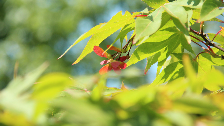 Acer palmatum 'Ôsakazuki' fruits