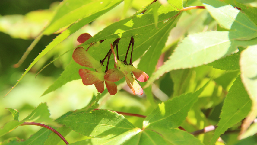 Acer palmatum 'Ôsakazuki' fruits