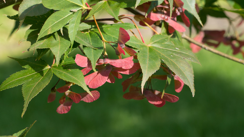 Acer palmatum 'Ôsakazuki' fruits