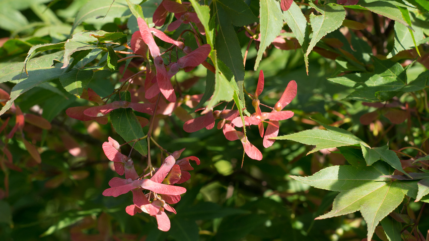 Acer palmatum 'Ôsakazuki' fruits
