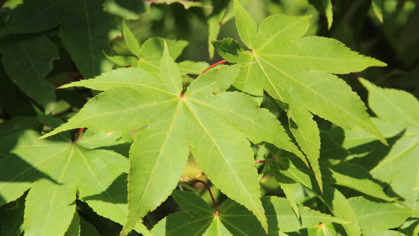 Acer palmatum 'Ôsakazuki' leaves