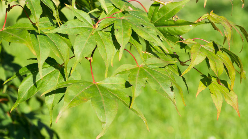 Acer palmatum 'Ôsakazuki' leaves