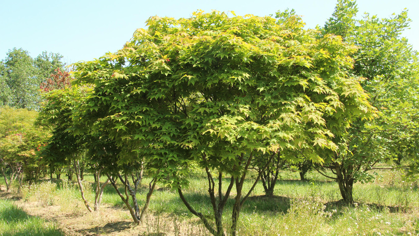 Acer palmatum 'Ôsakazuki' multi-stem