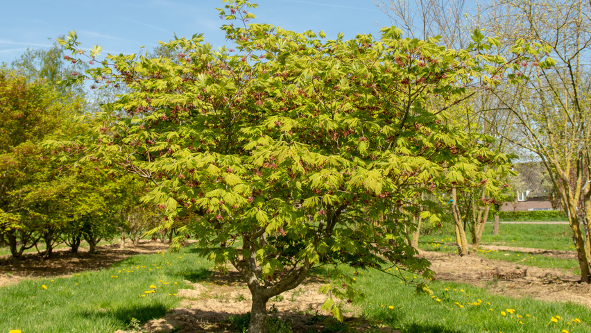 Acer palmatum 'Ôsakazuki' solitary shrubs
