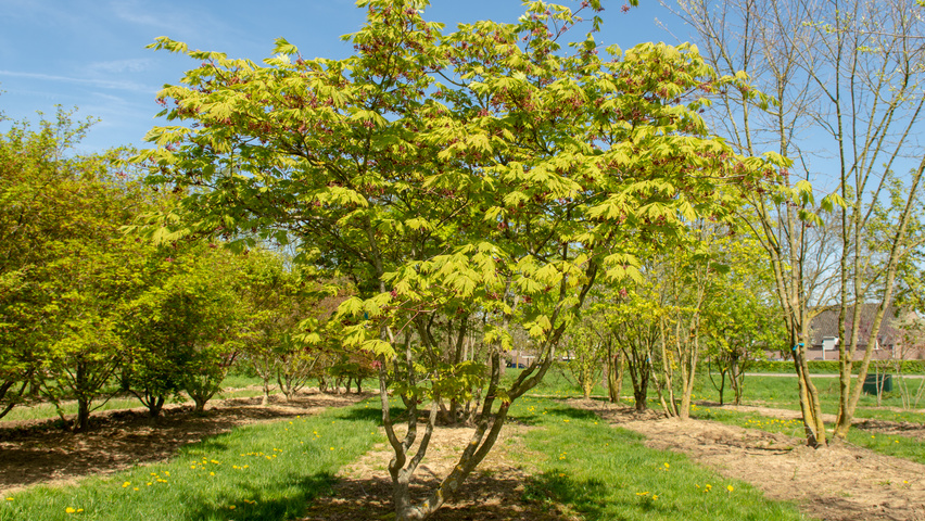 Acer palmatum 'Ôsakazuki' solitary shrubs