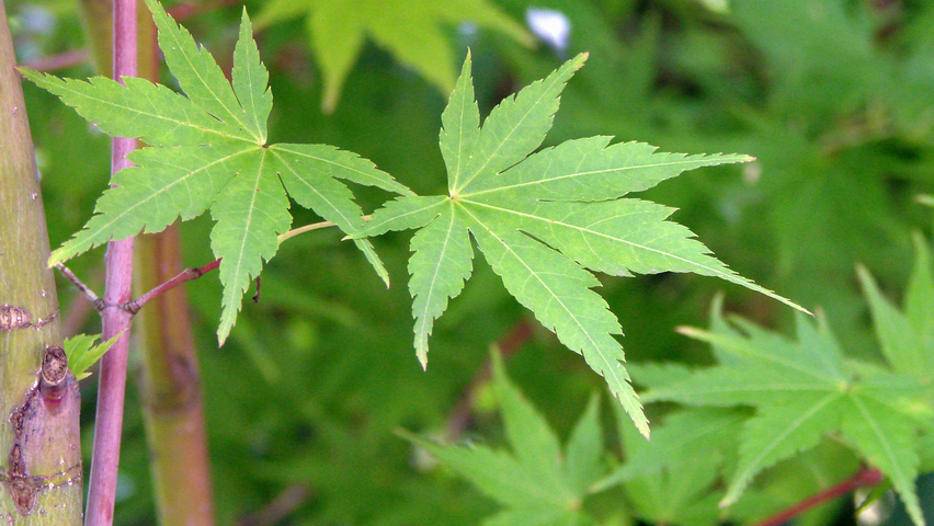 Acer palmatum 'Sangokaku' leaves